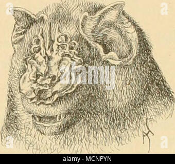 . Fig. 12. Triaenops afer. Gattung : Hipposideros Gray (1834) - Blattnase. Sind die Ohren niemals durch ein Band verbunden und haben keinen Ohr- deckel ; zwischen den vertikaler Nasenlöchern kein Aufsatz ; des Nasenbesatzes bandförmig Rand ferienwohnungen hillbrand, niemals dreieckig ; alle Zehen je mit zwei Gliedern Schwanz ; lang, dans die Schenkelflughaut eingeschlossen. Der äussere Ohrrand Eincurbung ist ohne. Mourir l-51attnasen subtropischen bewohnen tropischen und die Gebiete der alten Welt. Arten der Schlüssel. Des Hinterrand Nasenaufsatzes glatt : Ohren lang und schmal Grosse Blattnase. Kleine Ohren rundlich Bla Banque D'Images