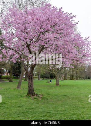 Northampton. Royaume-uni 17 avril 2018. Météo. Une Cerise Sargents. Prunus sargentii. en pleine floraison dans la région de Abington Park maintenant le temps s'est réchauffé avec des périodes d'ensoleillement, de crédit : Keith J Smith./Alamy Live News Banque D'Images