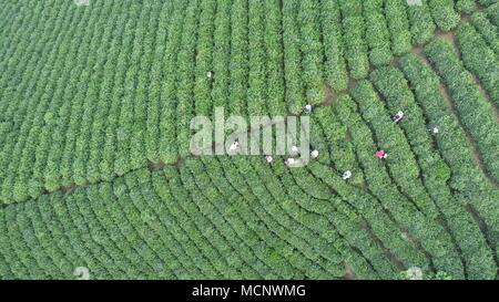 (180417) -- ZHENGZHOU, 17 avril 2018 (Xinhua) -- photo aérienne prise le 17 avril 2018 les producteurs de thé montre les feuilles de thé Préparation à Xinyang Ville, province du Henan en Chine centrale. (Xinhua/Feng Pingyao) (mp) Banque D'Images