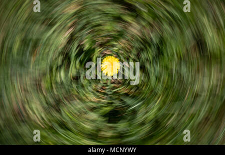 17 avril 2018, l'Allemagne, Frankfurt am Main : une fleur de pissenlit dans une prairie au printemps. (Photo prise à l'aide d'effet). Photo : Frank Rumpenhorst/dpa Banque D'Images