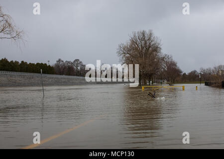 Harris Park, Londres. Apr 17, 2018. Météo France : la rivière Thames continue de culasse de son lit en Parc Harris comme la hausse des niveaux d'eau s'ils en bas river à London (Ontario) le 17 avril 2018. Credit : Mark Spowart/Alamy Live News Banque D'Images