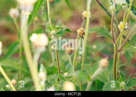 Asuncion, Paraguay. Apr 17, 2018. Une abeille se nourrit du nectar de tridax daisy ou coatbuttons (Tridax procumbens) fleurs dans une prairie de fleurs sauvages au cours de l'après-midi ensoleillée d'automne en partie haute de la température autour de 30°C à Asuncion, Paraguay. Tridax daisy est originaire de l'Amérique tropicale et peuvent être trouvés dans les champs dans les zones à climat tropical ou semi-tropical. Credit : Andre M. Chang/ARDUOPRESS/Alamy Live News Banque D'Images