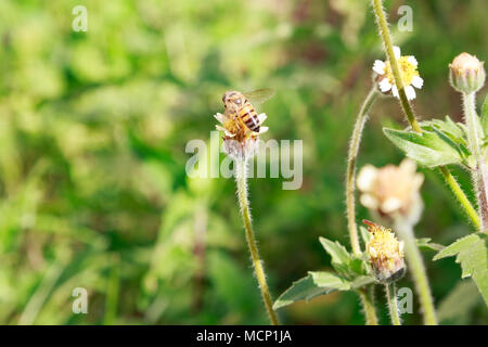 Asuncion, Paraguay. Apr 17, 2018. Une abeille se nourrit du nectar de tridax daisy ou coatbuttons (Tridax procumbens) fleurs dans une prairie de fleurs sauvages au cours de l'après-midi ensoleillée d'automne en partie haute de la température autour de 30°C à Asuncion, Paraguay. Tridax daisy est originaire de l'Amérique tropicale et peuvent être trouvés dans les champs dans les zones à climat tropical ou semi-tropical. Credit : Andre M. Chang/ARDUOPRESS/Alamy Live News Banque D'Images