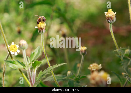 Asuncion, Paraguay. Apr 17, 2018. Une abeille se nourrit du nectar de tridax daisy ou coatbuttons (Tridax procumbens) fleurs dans une prairie de fleurs sauvages au cours de l'après-midi ensoleillée d'automne en partie haute de la température autour de 30°C à Asuncion, Paraguay. Tridax daisy est originaire de l'Amérique tropicale et peuvent être trouvés dans les champs dans les zones à climat tropical ou semi-tropical. Credit : Andre M. Chang/ARDUOPRESS/Alamy Live News Banque D'Images