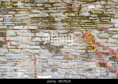 Vieux Mur de pierre avec des raisins de tissage en surface. Mur de pavés anciens comme arrière-plan. Banque D'Images