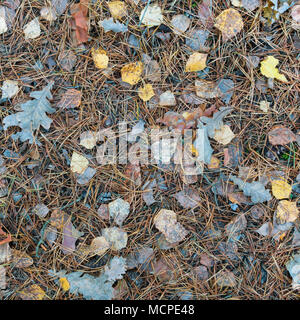 Contexte Les feuilles tombées. Différentes feuilles sur le terrain. Banque D'Images