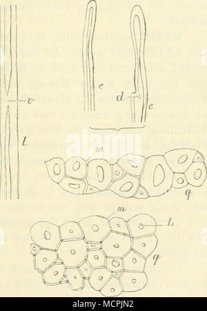 . Fig. 73. Vergr. 250. Von caniiabinus Bastfaser Hibiscus. e Stumpfe Enden der Faser, Rudiment d zweiges von Seiten-, l Längsansicht verdickten vollständig und bei r, Bastfaserstückes Querschnitte qq mit kleinem Lumen L lind dicken Mittellumellen in. (Nach t. Höhnel.) I) Plantes du ooast Cororaandel" Lo, II (1798), p. 48 IV. i] 1. c, p, 254. 3) Dodge, 1. c, Schweinfurt I). Lo plante utUi doli'Érythrée. Soc. .Fr. d"zph !ia. Napoli. XC, 1891. 4) 1. c., p. h s. Banque D'Images