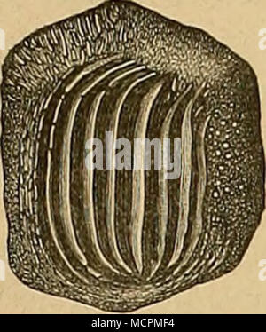 . Fig. 35. Ptychodus, polygirus Mecholup. von Ag. Dans natürlicher Basis Grösse. Un von oben, B von der inneren Seite. Es zeichnet sich von der folgenden Art P. latissimus durch die Zahl grössere (9) aus der Rippen, welche nach den Seiten hin umbiegen rasch und sich auf der Innenseite dans der Mitte der Seiten- fläche wechselseitig vereinigen. Ptychodus latissimus, Ag. Reuss (I, p. 1. Taf. II, F. 5-8. - Geinltz II, p. 212. Taf. 40, F. 16, 22.) Holzschnitt Fig. 36. Das Exemplar abgebildete wurde in den Teplitzer Schichten am Egerufer Koschtitz entre Laun und gefunden und mir auf einem von Privatsammler Banque D'Images