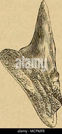 . Fig. 10. Otodus semiplicatus Iserschichten Svijan aus den von. Natürliche Grösse, gez. von A. Solta. Das dans Fig. 10 Praclitexemplar erbielt abgebildete unser Museum vom Herrn dans Svijan Placbta Pfarrer bei Münchengrätz. Dasselbe stammt aus den eisenschüssigen Iserschicbten Sandsteinen und der ist effet ausgezeichnet, dass bei der bedeutenden Breite dennoch der mittlere Zahn verhältniss- mässig viel schmäler ist als an dem von Reuss von Koschtitz abgebildeten Exemplare. Otodus seri'atixs, Äg. Reuss I, p. 5. Holzschnitt Fig. 11. Von dieser Art sagt Reuss, dass sie nur einmal im von Plänerkalk Banque D'Images