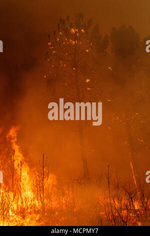 Maceda, Galice / Espagne - Oct 16 2017 : feu de forêt. Banque D'Images