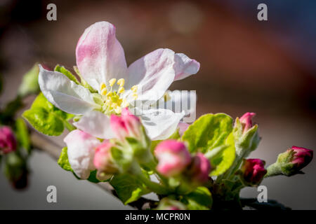 Belle floraison fleurs apple sur les branches avec blured arrière-plan. Arbre de printemps Avril Blossom. Banque D'Images