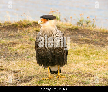 Caracara huppé, Caracara plancus, Parc National Torres del Paine, Patagonie, Chili, Amérique du Sud Banque D'Images