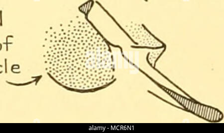 . Sft fluke (sectionnée) Q L '^ fluke gauche sectionné) (Fig. 7. Les diagrammes du pédoncule caudal, a, vu du côté gauche, viusculus {Balaenoptera de True, 1904). b, vu de derrière et sur le côté droit, comme dans la plaque, XXXIII, fig. {6 B. physalus). Lorsque les baleines plongée à angles serrés exceptionnellement ils submergent le fin avant le pédoncule et la simplifier sous forme de ce dernier dans la section transversale est alors vu au meilleur avantage. Par sa grande profondeur- 4 ft. dans un 65 ft. commun (Howell, 1930, p. 204)-les nageoires caudales sont bien en dessous de la surface le plus longtemps possible. Dans l'examen de l'eflFects du Banque D'Images