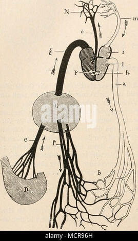 . Fig. 1. Oalens Schematische Darstellung der Lehre vom Kreislauf. Nach Richet. Un, l'aorte ; b, Übergänge zwischen Arterien und Venen ; c, Leber ; d, Magen ; e, Pfortader ; /, Venen aus der Leber ; g, Hohlvene ; h, Kammer- scheidewand ; /, éditeur de Vorhof ; /, linke Kammer ; m, Lungenvene ; n, sur une jambe ; o, Lungenarterie ; p, rechte Kammer. b) Servet, Vesalius, Colombo. Dans erst der Mitte des 16. Jahrhunderts wurde von Servet (1553) und Vesalius. (1555), die die Scheidewand nachgewiesen zwischen den Herzkammern keine 1 Nach Daremberg, Histoire des sciences médicales, 2, S. 588-590. Paris 1870. Banque D'Images