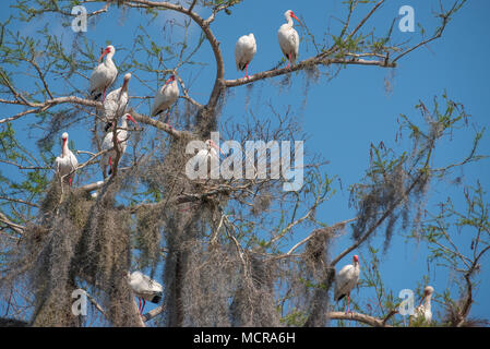 Ibis blanc perché sur les membres drapé de mousse espagnole le long de la rivière Saint-Jean en Floride centrale. (USA) Banque D'Images