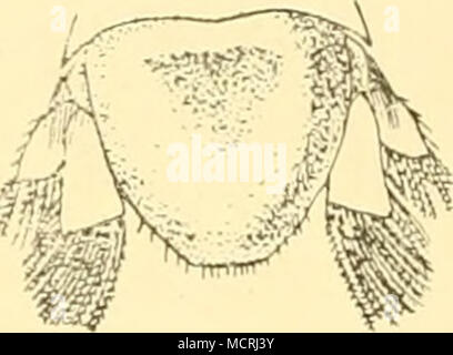 . Fig. 57. Fig. 59. Fig. 56. Banque D'Images