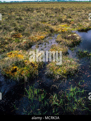 Tourbière Clara, Irelands Most important Raised Bog, comté d'Offaly, Irlande. Europe, UE. Banque D'Images