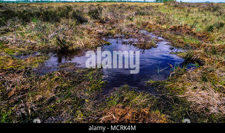 Tourbière Clara, Irelands Most important Raised Bog, comté d'Offaly, Irlande. Europe, UE. Banque D'Images