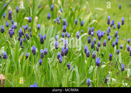 Muscari latifolium. Feuillus Muscaris fleurs dans un jardin anglais, pelouse. UK Banque D'Images