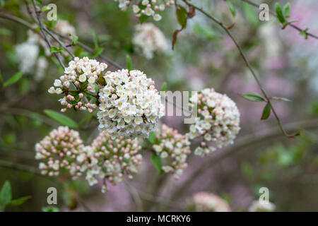 Viburnum x burkwoodii. Burkwood viburnum dans un jardin anglais en avril. UK Banque D'Images