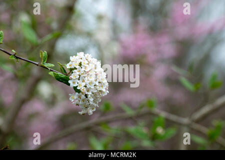 Viburnum x burkwoodii. Burkwood viburnum dans un jardin anglais en avril. UK Banque D'Images