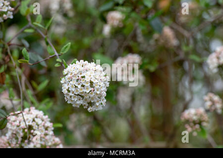 Viburnum x burkwoodii. Burkwood viburnum dans un jardin anglais en avril. UK Banque D'Images