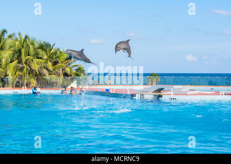 Grand Sirenis Hotel & Spa, Akumal, Riviera Maya, Mexique, le 24 décembre, 2017 - saut deux dauphins. Spectacle de Dauphins à Dolphin Discovery, Tulum Akumal. Banque D'Images