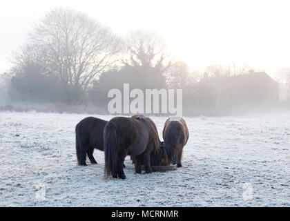 Quatre poneys de manger un bol d'alimentation circulaire dans un champ par un froid matin brumeux et glacial Banque D'Images