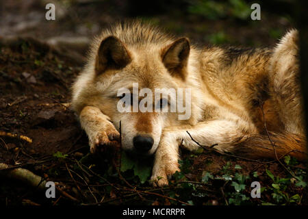 Le loup gris de superbes animaux de zoo Dartmoor Banque D'Images