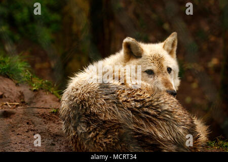 Le loup gris de superbes animaux de zoo Dartmoor Banque D'Images