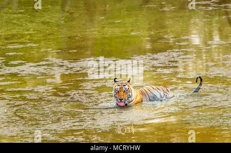 Homme tigre du Bengale (Panthera tigris) Comité permanent de boire pendant le refroidissement dans l'eau dans un étang, le parc national de Ranthambore, Rajasthan, Inde du nord Banque D'Images