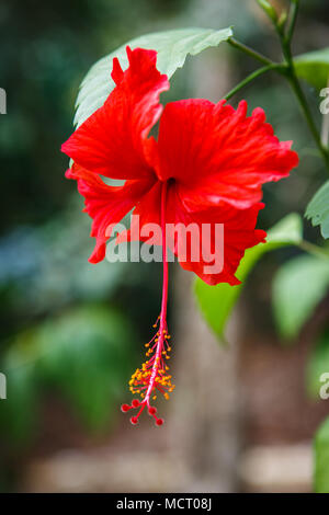 Photo d'une fleur d'Hibiscus rouge avec effet de flou sur l'arrière-plan. Tourné dans l'île de Phi Phi, en Thaïlande. Banque D'Images