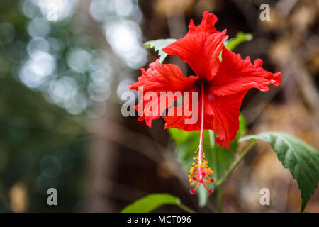 Photo d'une fleur d'Hibiscus rouge avec effet de flou sur l'arrière-plan. Tourné dans l'île de Phi Phi, en Thaïlande. Banque D'Images