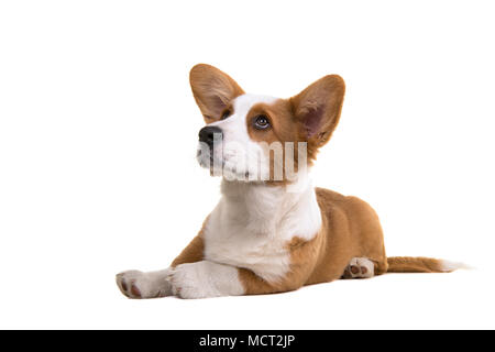 Welsh Corgi chien chiot couché sur le sol jusqu'à la isolé sur fond blanc Banque D'Images