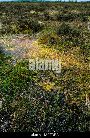 Tourbière Clara, Irelands Most important Raised Bog, comté d'Offaly, Irlande. Europe, UE. Banque D'Images