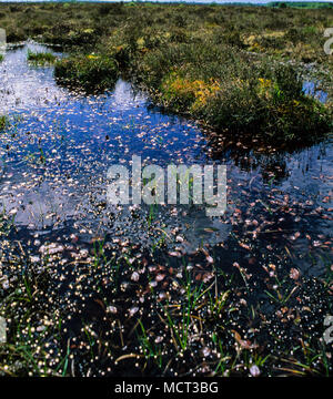 Tourbière Clara, Irelands Most important Raised Bog, comté d'Offaly, Irlande. Europe, UE. Banque D'Images