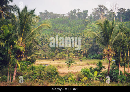 La vie du village dans l'exotique Îles Andaman. L'Inde. Le village est entouré par la jungle. Palmeraie d'épaisseur dans les montagnes. Cocotier Banque D'Images