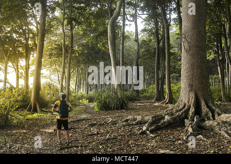 Homme voyageant et marcher dans la forêt à pied trail à Havelock island Îles Andaman et Nicobar. L'Inde. Un homme de petite taille par rapport à d'énormes arbres. Banque D'Images