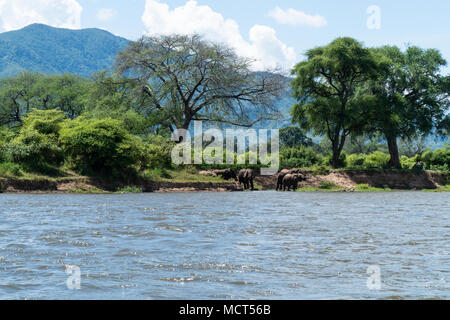 Un troupeau d'éléphants à l'eau- lac Kariba au Zimbabwe Banque D'Images