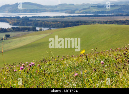 Gros plan sur les fleurs sauvages d'été paysage de collines avec Liptovska Mara Lake en Slovaquie. Banque D'Images