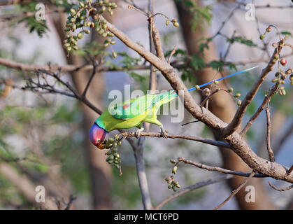 Perruche à tête prune occupé à se nourrir de fruits vert-jaune d'un arbre semi-séchées Banque D'Images