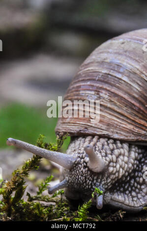 Escargot de Bourgogne ancienne sur son chemin vers l'appareil photo avec les antennes réparties Banque D'Images