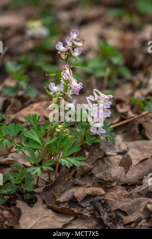 Fleurs Fumewort Corydalis solida Banque D'Images