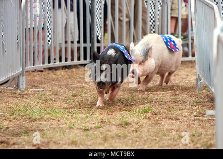 Deux porcs course à travers un tour dans une des nombreuses compétitions de course de porcs qui s'est tenue à la foire de l'état de la Géorgie le 27 septembre 2014 à Hampton, GA. Banque D'Images