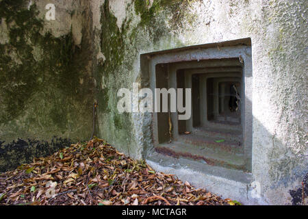 Une faille de l'ancien bunker militaire dans la forêt. Le bunker en béton est recouvert de mousse. Il y a des feuilles sur le sol. Banque D'Images