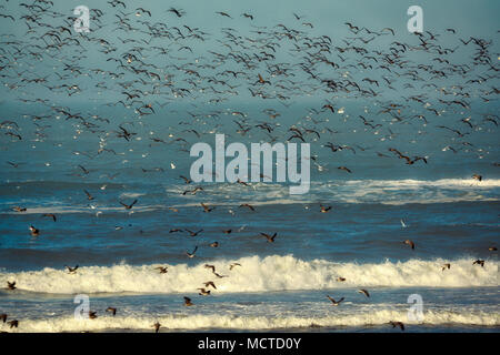 Mouettes sur la plage. Samuel H. Boardman State Park, New York Banque D'Images