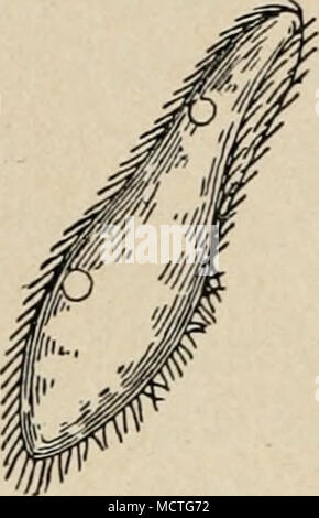 . 144 Gleichzeitige Reaktion auf und Koiitakt Peristomfeld Elektrizität. suis, wo er vorwärts fließt. Wird der elek- trische gewendet Strom, le die oralen donc Cilien rückwärts und dreht sich das Tier zugleich um seine kurze Achse, bis die orale Oberfläche nach der neuen Kathode hinsieht. Dans verharrt Stellung dieser es dann wieder, bis der Strom von neuem umgewendet wird. Paramaecien donc zeigen die während des Kontaktes aussi mit einer fläche Haft- oft eine quere Orientierung zu der Richtung des elektrischen Stromes. Être Zuweilen- wegt sich das Tier dans dieser Stel-- pulmonaire an der Fläche entlang, Banque D'Images