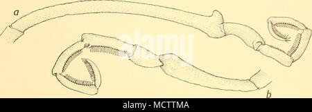 . Fig. 42. Austropallene cornigera Mobius (). De 5 à 10 segments d'un oviger, homme ; b, femme. Saint-jean 27. i5.iii. 26. West Cumberland Bay, la Géorgie du Sud, 3-3 km S45'e de lumière Jason, pas de m. ; M. R. Grand dredge : j'^. St 42. I. iv. 26. L'embouchure de la baie Cumberland, de la Géorgie du Sud, à partir de 6-3 milles N 89' E de Jason Light à 4 milles N 39° E de Jason Lumière, 120-204 m. ; M. grand chalut à panneaux : 3 ? ?. Saint-jean 140. 23.xii. 26. Stromness Harbour à Larsen Point, Géorgie du Sud, à partir de 54" 02'S, 36°38'W à 54° 11'30" N, 36°29'W, 122-136 m. ; gn. M. Saint-jean grand chalut : je spécimen immature appartient probablement à Banque D'Images