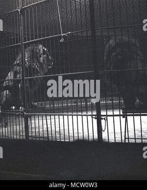 Années 1950, tableau historique du 'Big cats', les Lions, assis sur des tabourets à l'intérieur d'une prescription d'acier anneau en cage effectuant au cirque à Belle Vue, Manchester, Angleterre, Royaume-Uni. Le cirque était une attraction poular il dans sa journée et a duré plus de 50 ans. Également à Belle Vue a été un zoo et parc d'amusement et d'un stade qui a accueilli speedway événements. Banque D'Images