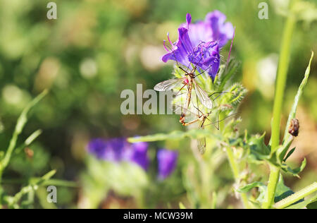 Assis sur les insectes fleurs fleurs violettes dans la nature - macro photographie Banque D'Images